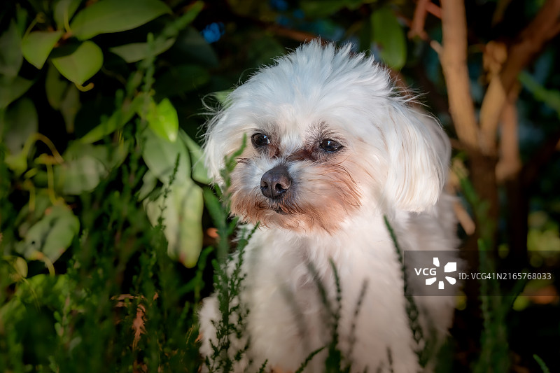 马尔济斯犬特写图片素材