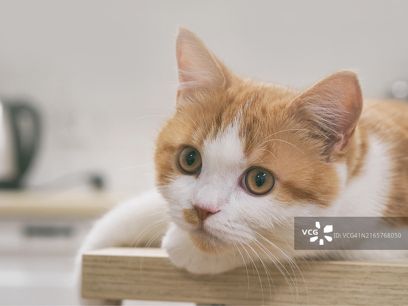 猫的特写肖像图片素材