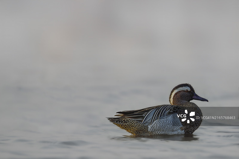 母绿头鸭图片素材