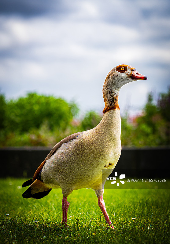 埃及雁栖息草地特写，鹿特丹，荷兰图片素材