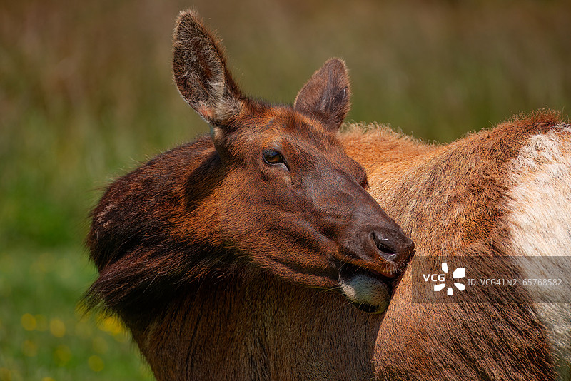 驴的特写，格兰茨帕斯，俄勒冈州，美国图片素材