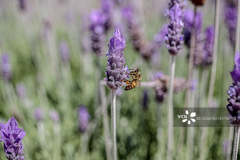 蝴蝶在紫色花朵上的特写图片素材