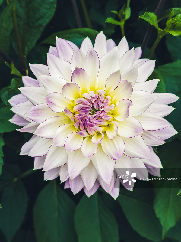 粉色花朵特写，滑铁卢，瓦隆布拉班特省，比利时图片素材