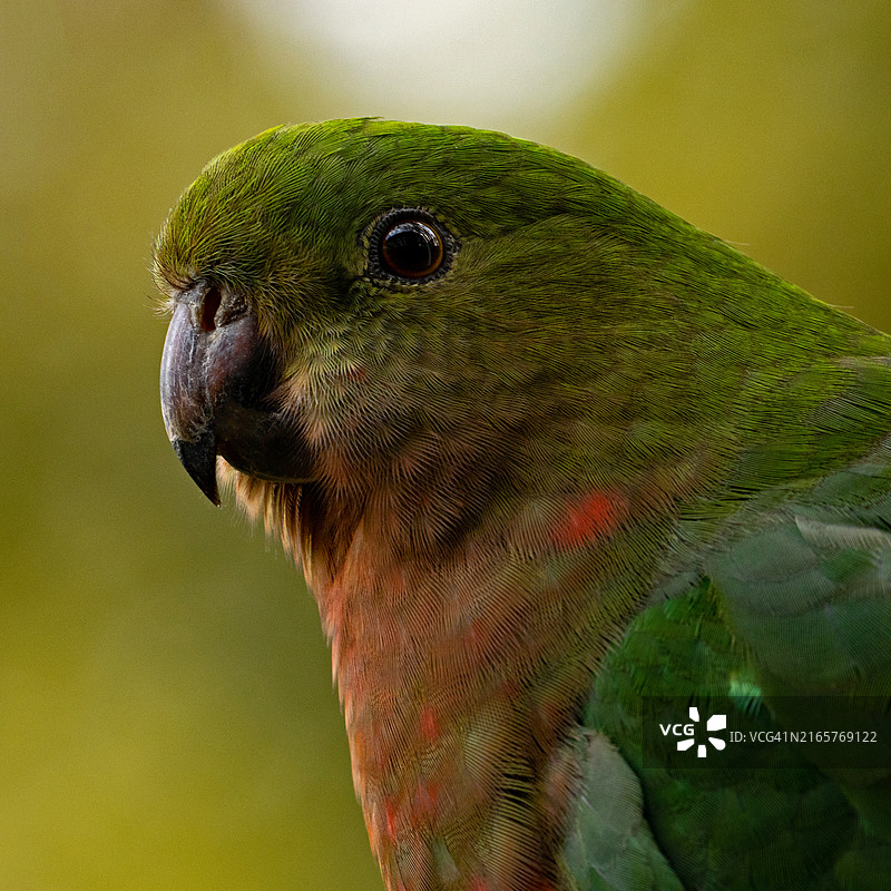 亚马逊蓝额鹦鹉特写图片素材