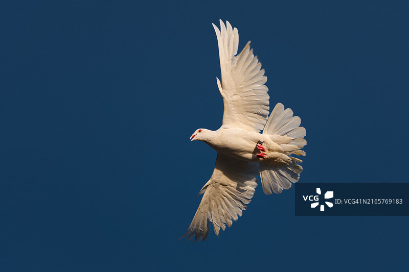 仰视飞翔的鸽子，背景为蔚蓝天空图片素材