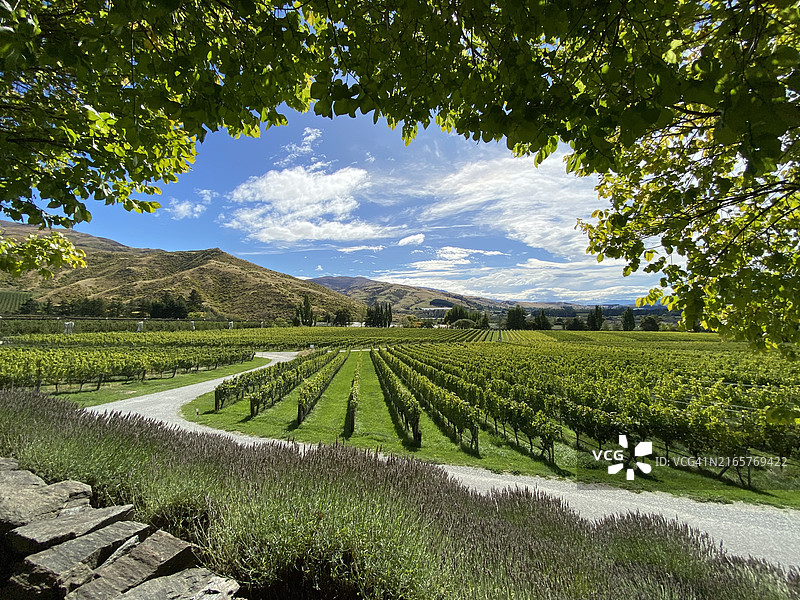 新西兰葡萄园景色图片素材