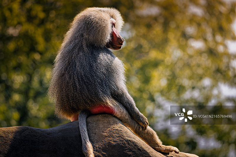 树上猴子的仰视角度图片素材