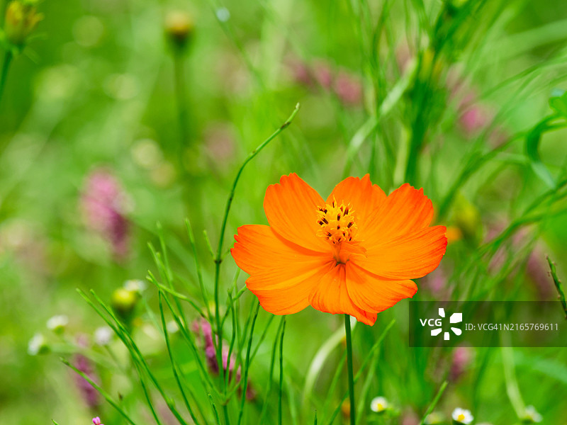 橙色花朵的特写图片素材