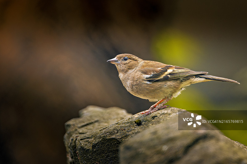 特写：栖息在岩石上的鸣叫雀图片素材