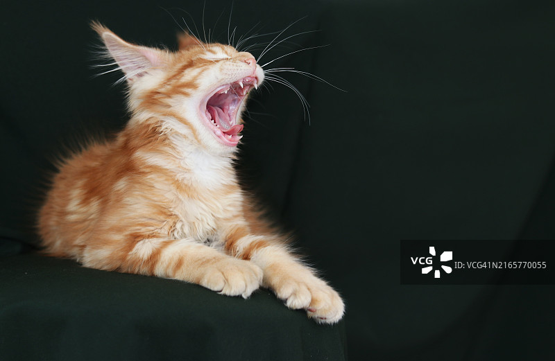 猫咪打哈欠的特写图片素材