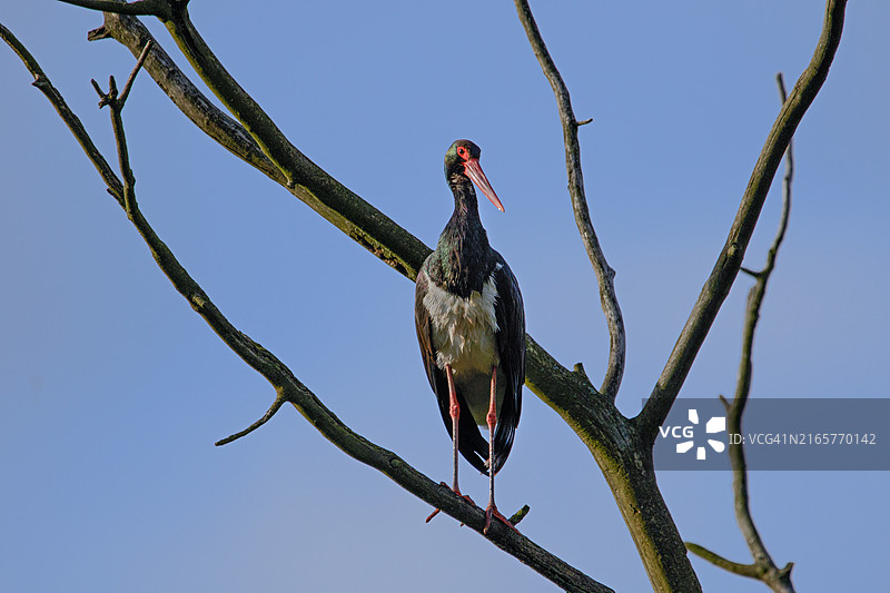 鹳鸟栖息在树枝上的低角度视图图片素材