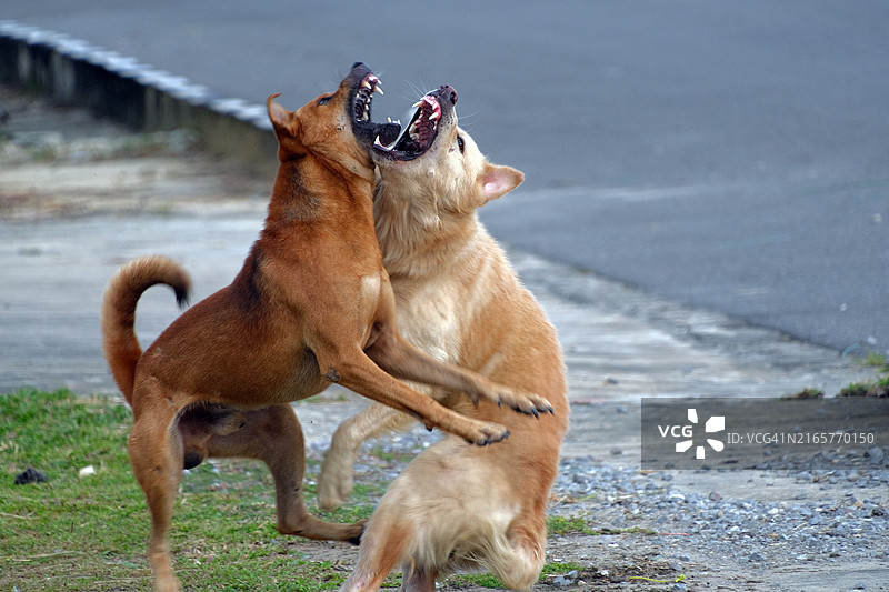在没有牵引绳的情况下，狗打架和撕咬图片素材