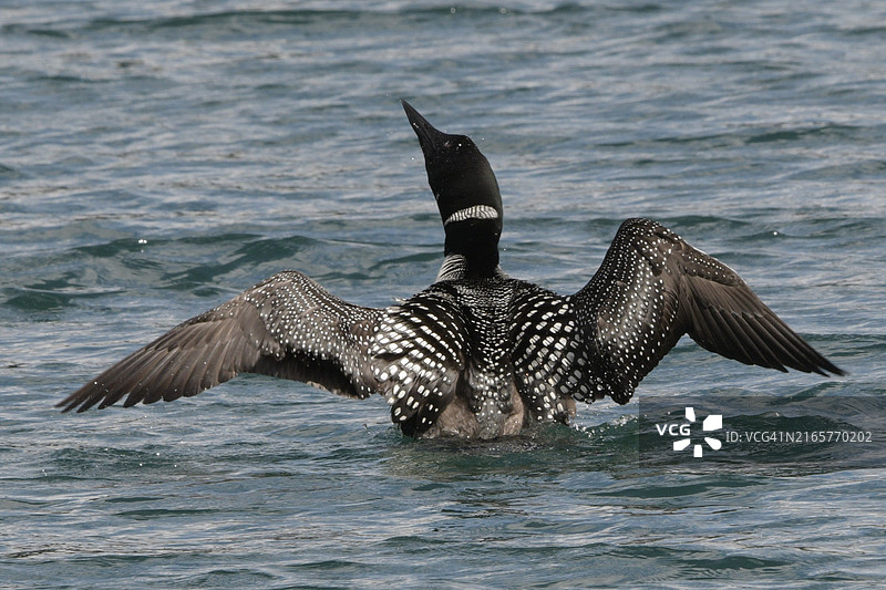 特写：飞越海面的鸬鹚图片素材