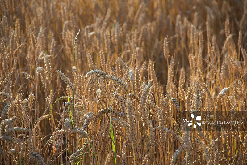 德国田野上农作物的特写图片素材