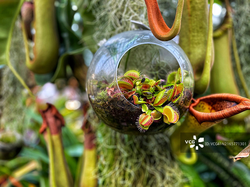 瓶子里的捕蝇草，新加坡滨海湾花园图片素材