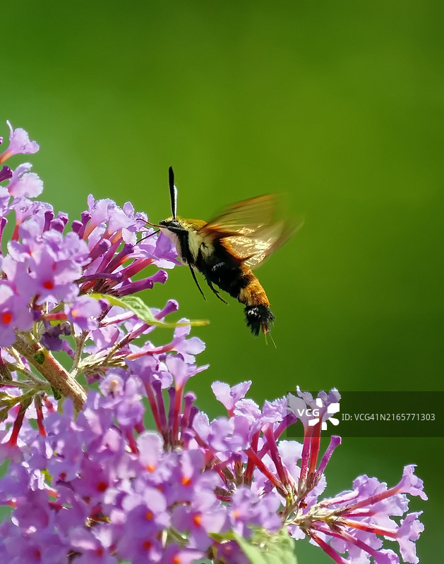 蜜蜂在粉红色花朵上的特写图片素材