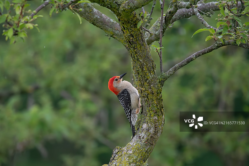 啄木鸟栖息在树上的特写图片素材