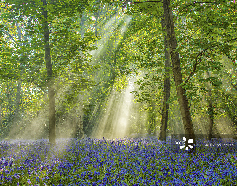 阳光洒在茂密的森林中，照亮蓝色风铃草图片素材