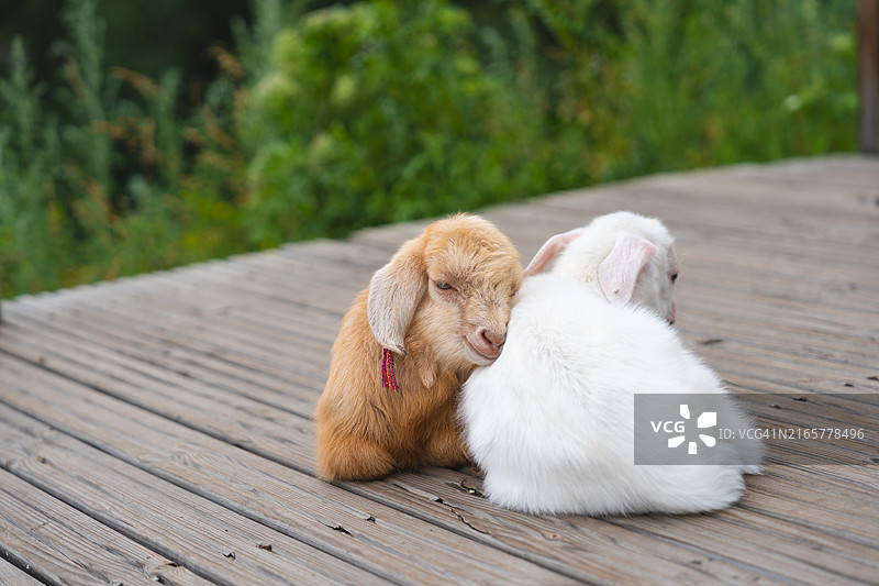 小山羊在地上休息图片素材