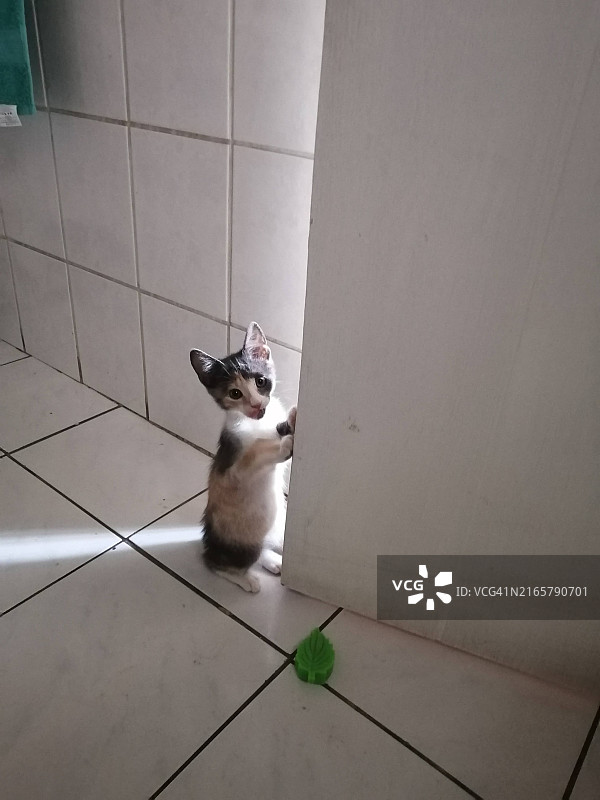小猫拿着一扇门图片素材
