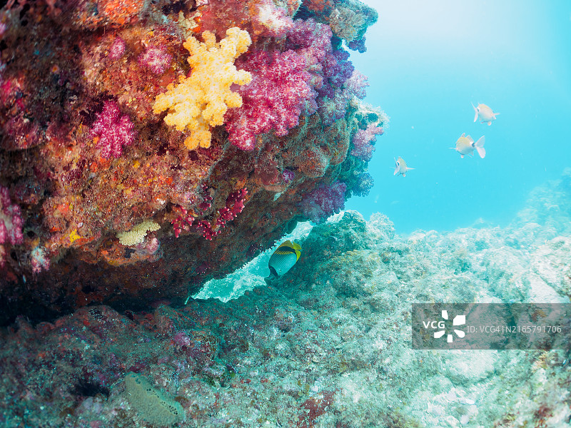 美丽的线纹蝴蝶鱼群、锯尾鱼幼鱼、斑鲣及其他鱼类，软珊瑚草莓珊瑚图片素材