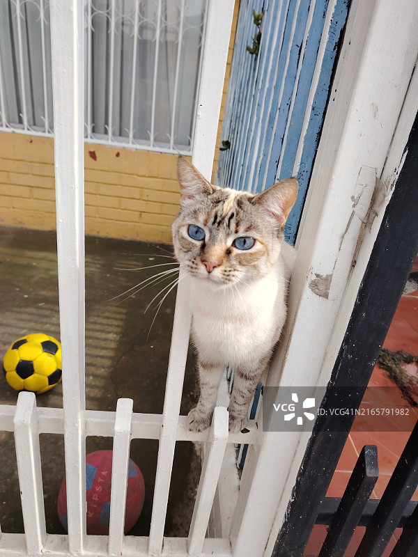 暹罗猫在围栏边向外看图片素材