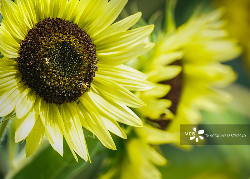 向日葵图片素材