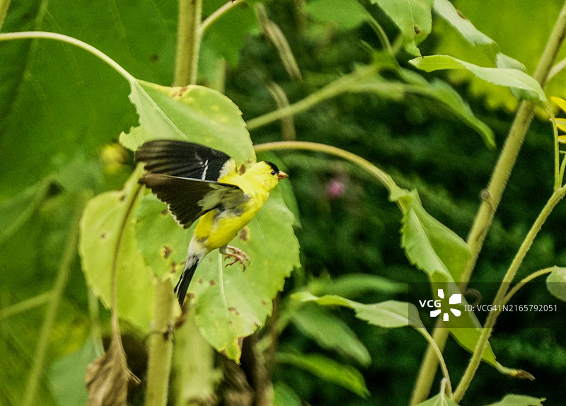 向日葵上的美洲金翅雀图片素材