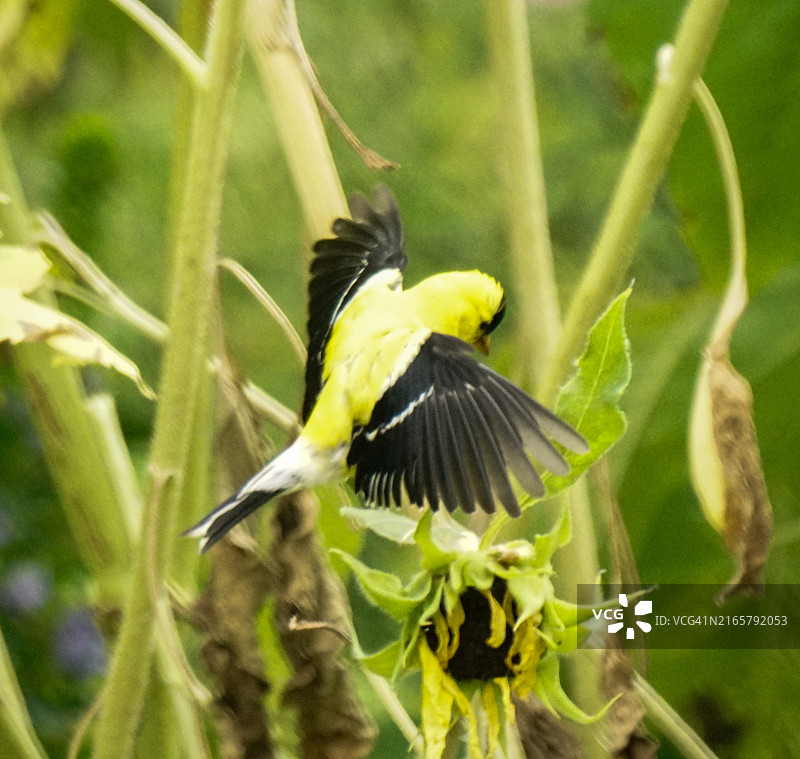 向日葵上的美洲金翅雀图片素材