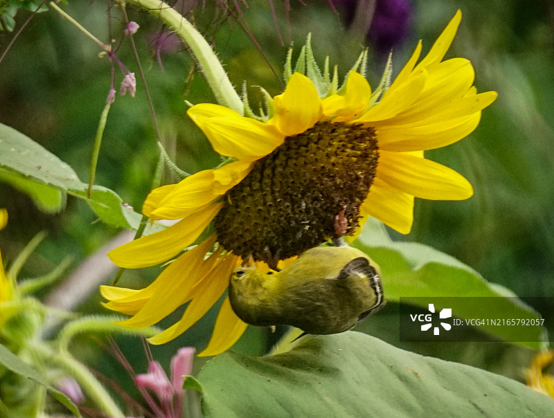 向日葵上的美洲金翅雀图片素材