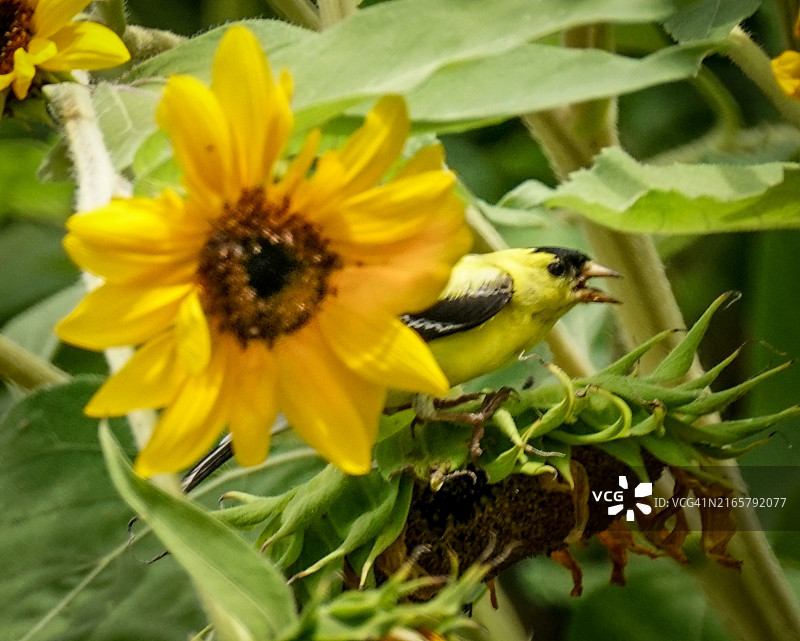 向日葵上的美洲金翅雀图片素材