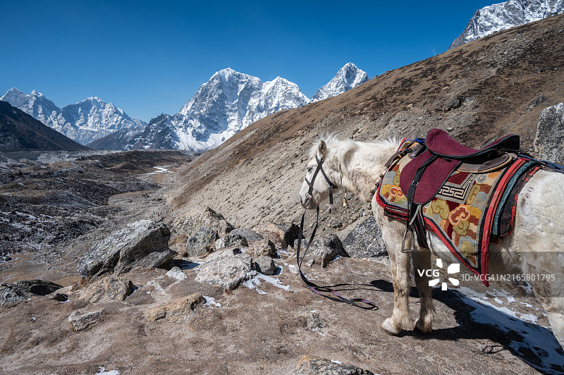 尼泊尔偏远地区的马。该国大部分地区被丘陵和山脉覆盖，马匹通常用于运输、骑行和搬运货物等。图片素材