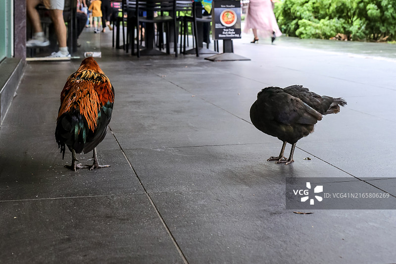 新加坡人行道上的鸡图片素材