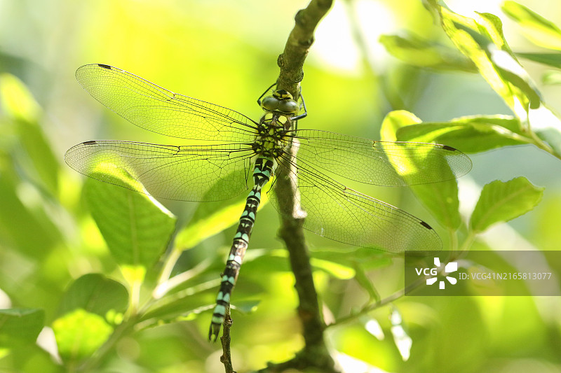 一只南方 Hawker 蜻蜓栖息在树枝上图片素材