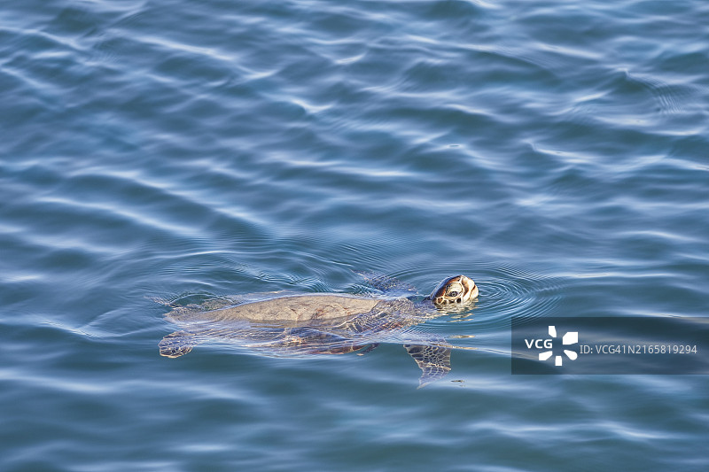 绿海龟图片素材