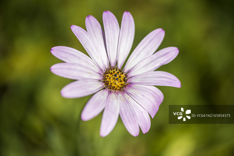 花卉微距摄影图片素材