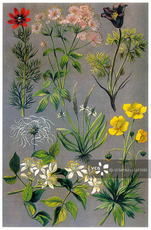 植物学古老彩色石印插图：毛茛科图片素材