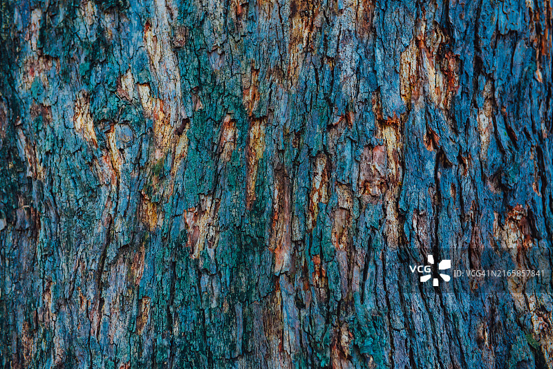 橡树皮的棕色和蓝色浮雕纹理图片素材