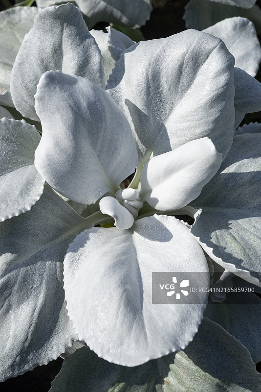银叶白妙菊“天使之翼”叶子图片素材