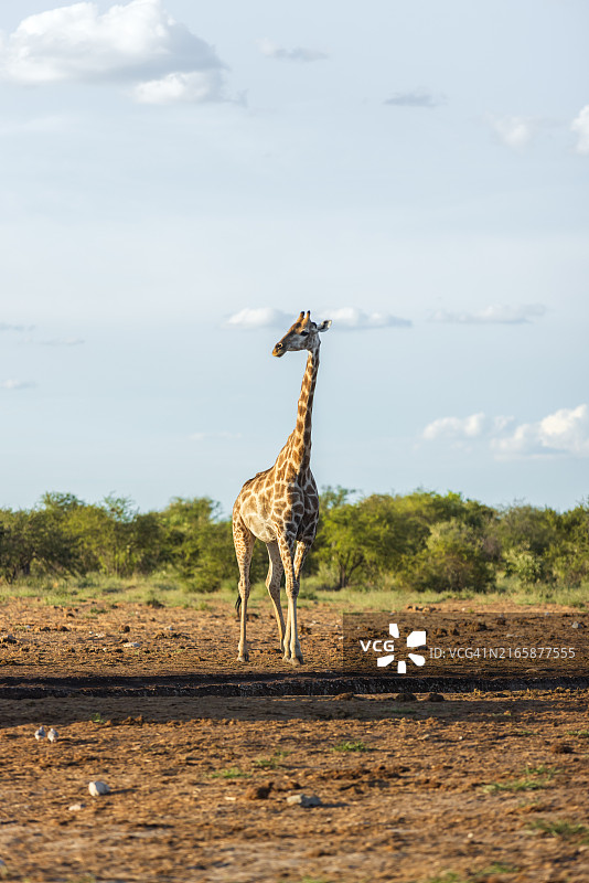 纳米比亚沙漠长颈鹿图片素材