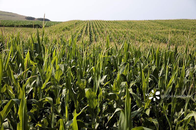 玉米田图片素材