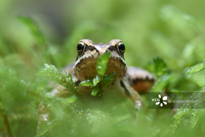 欧洲大蟾蜍图片素材