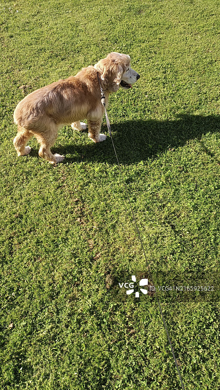在公园里散步的年长的英国可卡犬图片素材