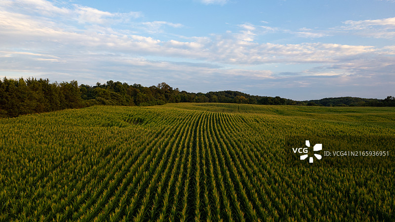 日落时分的玉米田无人机航拍图片素材