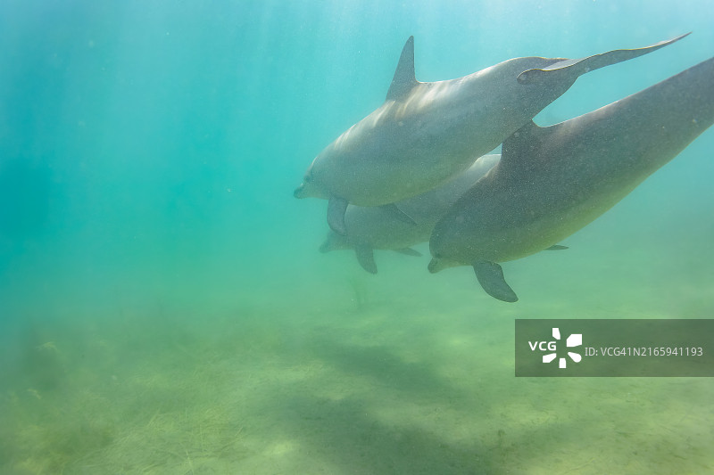 一群可爱的印度洋宽吻海豚(Tursiops aduncus)在我们的海豚游泳中迎接我们。最小的白海豚是今年出生的小海豚。跟在她后面的是她的妈妈。图片素材