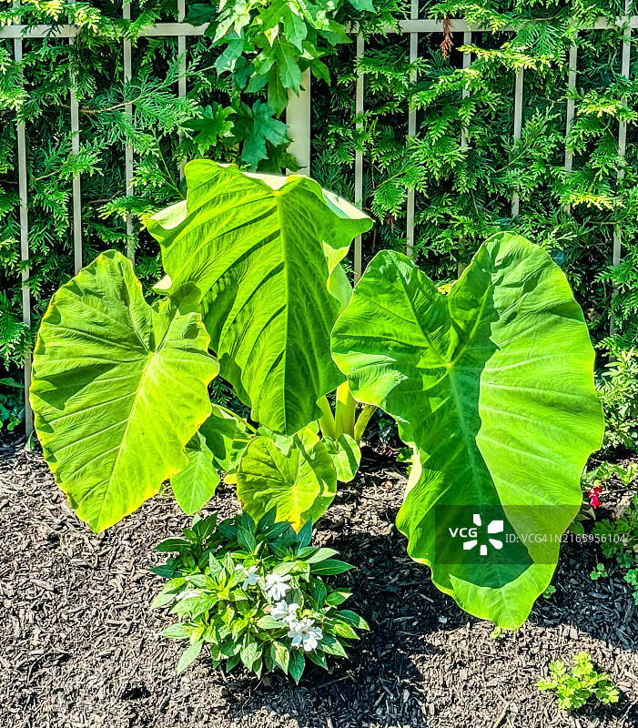 阳光下的象耳植物图片素材