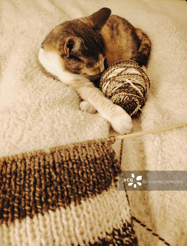 有羊毛织物的猫图片素材