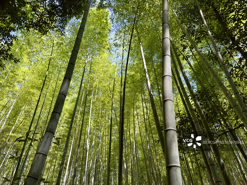 峨眉山竹林图片素材
