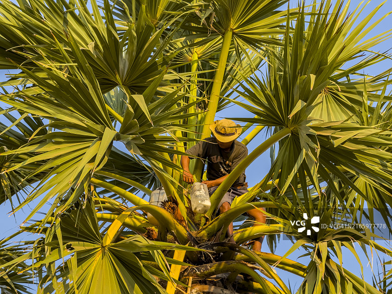 棕榈树图片素材
