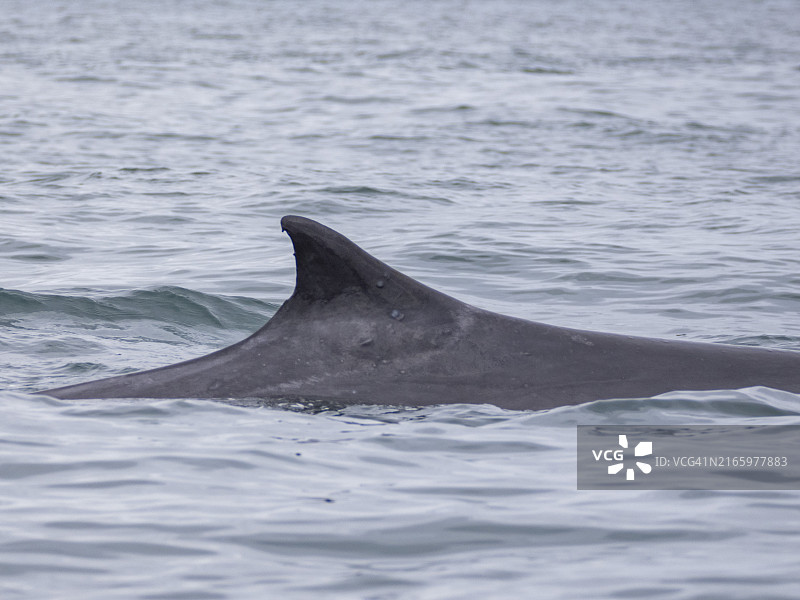 加利福尼亚州新港海滩附近出水的长须鲸背鳍图片素材